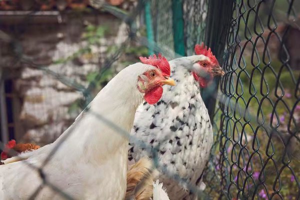 日本一农场证据高致病性禽流感病毒，此前8起疫情致近240万只鸡被扑杀